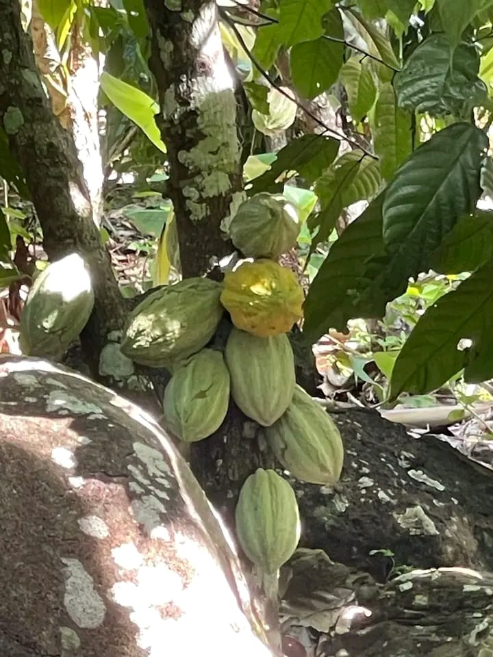 Baobabs & Plantation de Cacao