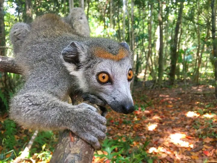 Parc National de Lokobe - forêt tropicale