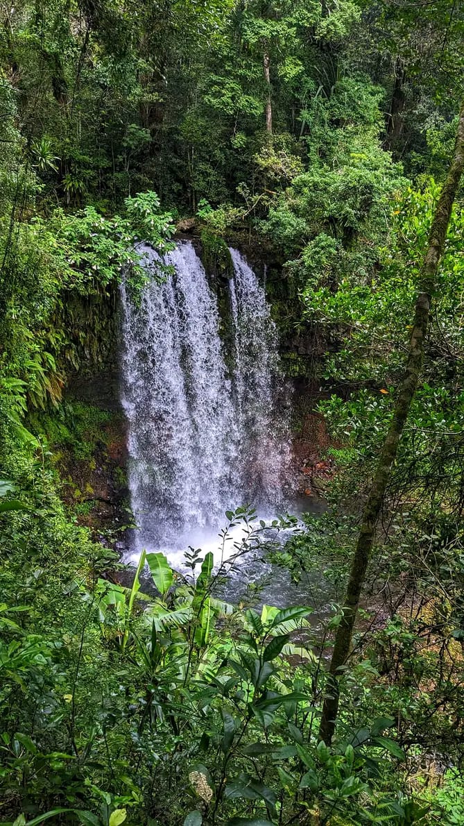 Végétation luxuriante parc national Madagascar