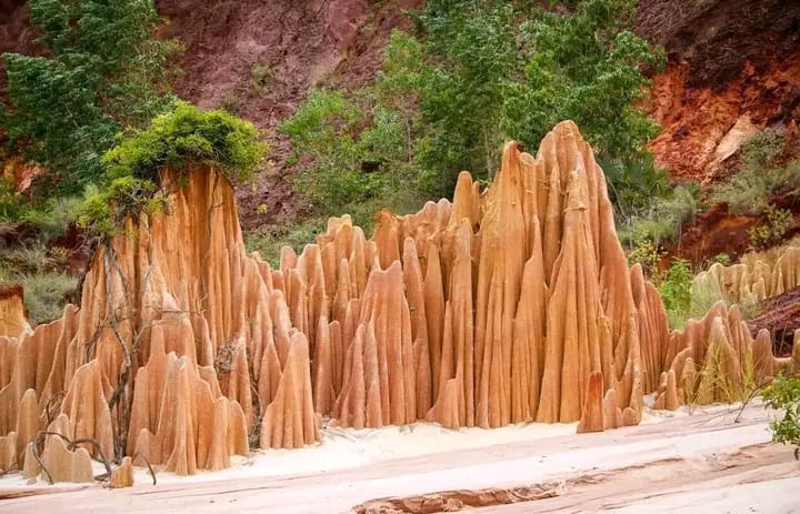 Observation ornithologique Madagascar oiseaux endémiques