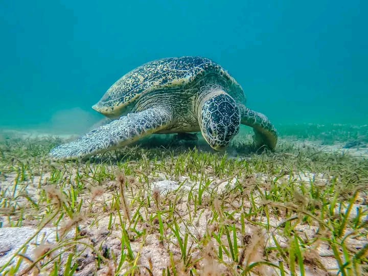 Conservation de la nature Madagascar projets écologiques