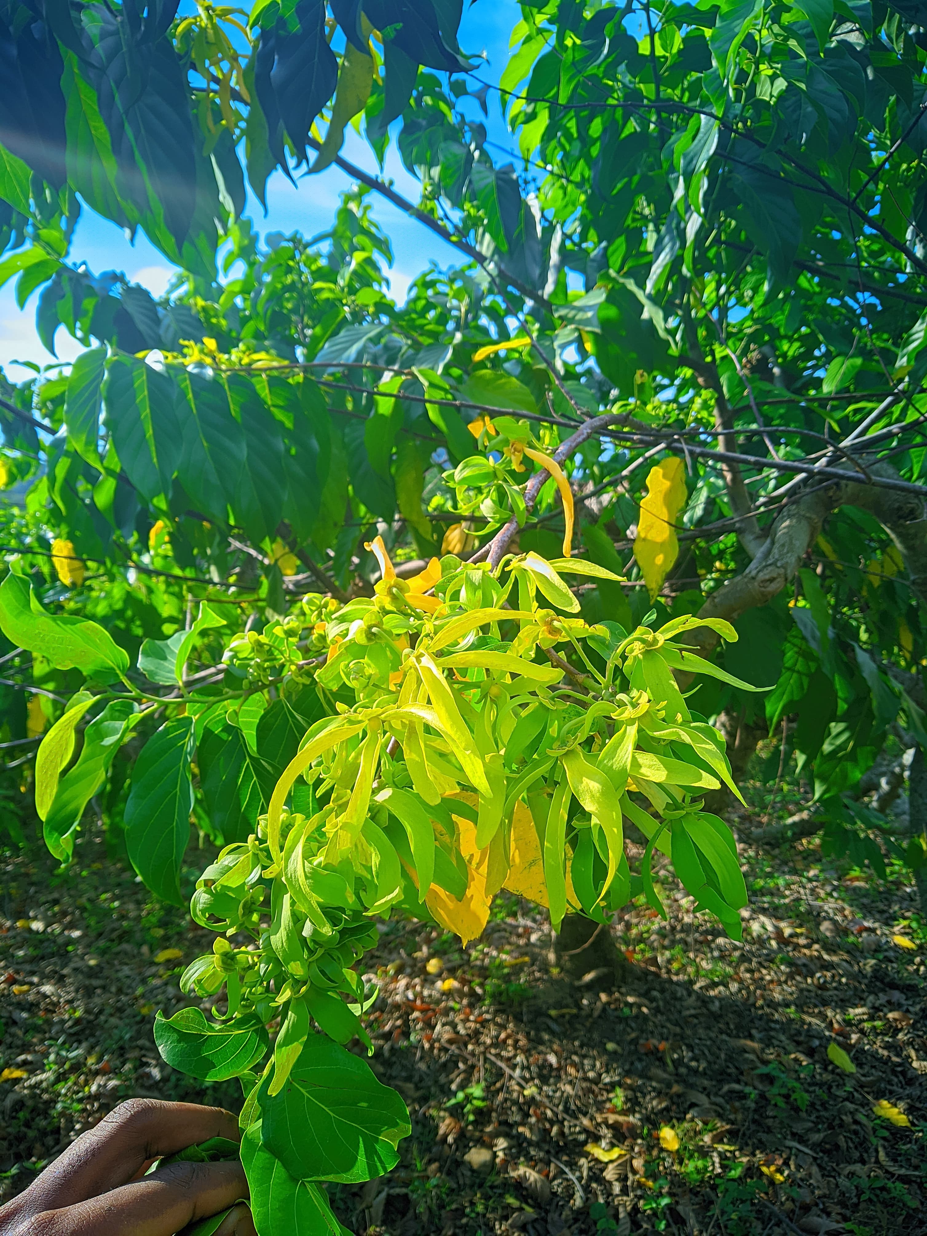 Trek groupe Madagascar randonnée collective