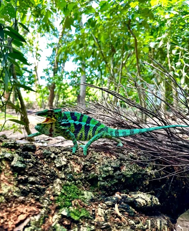 Camping groupe Madagascar aventure collective