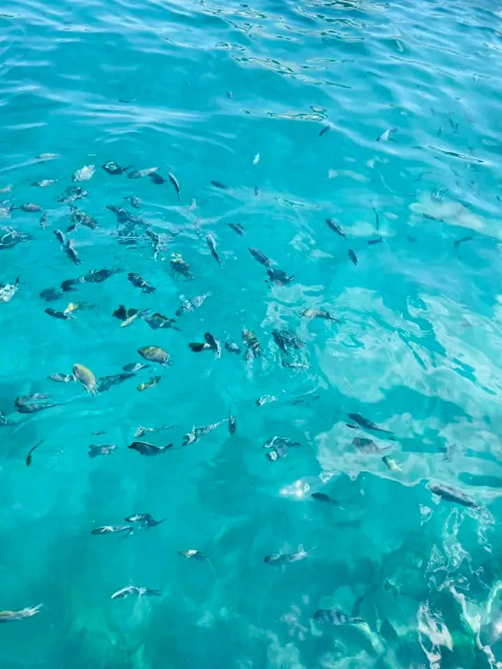 Lémurien de Madagascar dans son habitat naturel