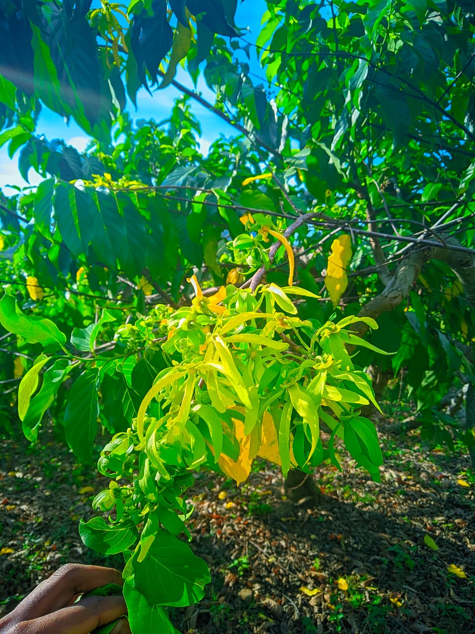 Madagascar île rouge destination authentique